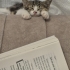 🐾 Minik Fındık yuvasını arıyor🐾 fotoğraf