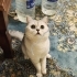 ÜCRETSİZ SAHİPLENDİRME SILVER BRITISH SHORTHAIR fotoğraf