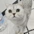 ÜCRETSİZ SAHİPLENDİRME SILVER BRITISH SHORTHAIR fotoğraf
