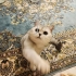 ÜCRETSİZ SAHİPLENDİRME SILVER BRITISH SHORTHAIR fotoğraf
