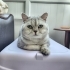 ÜCRETSİZ SAHİPLENDİRME SILVER BRITISH SHORTHAIR fotoğraf