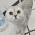 ÜCRETSİZ SAHİPLENDİRME SILVER BRITISH SHORTHAIR fotoğraf