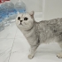 ÜCRETSİZ SAHİPLENDİRME SILVER BRITISH SHORTHAIR fotoğraf