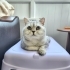 ÜCRETSİZ SAHİPLENDİRME SILVER BRITISH SHORTHAIR fotoğraf