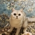 ÜCRETSİZ SAHİPLENDİRME SILVER BRITISH SHORTHAIR fotoğraf
