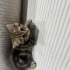 British shorthair kırması olan bebeklere sevgi dolu yeni yuvalarını arıyoruz fotoğraf