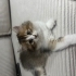 British shorthair kırması olan bebeklere sevgi dolu yeni yuvalarını arıyoruz fotoğraf