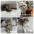 British shorthair kırması olan bebeklere sevgi dolu yeni yuvalarını arıyoruz fotoğraf