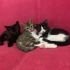 Minik, heyecanlı, sevecen fotoğraf