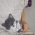 Bıcır bıcır zeka küpü bir velet 🥰 fotoğraf
