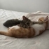 Ömürlük yuva arıyoruz fotoğraf