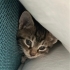 ANKARA 📍 4 MİNİK YAVRUYA YUVA ARIYORUZ 🐱🤍 fotoğraf