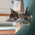 ANKARA 📍 4 MİNİK YAVRUYA YUVA ARIYORUZ 🐱🤍 fotoğraf