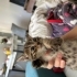 ANKARA 📍 4 MİNİK YAVRUYA YUVA ARIYORUZ 🐱🤍 fotoğraf