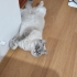 Baba&oğul yeni yuvasını arıyor fotoğraf