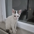 Cızırtı Kalıcı Yuvasını Arıyor fotoğraf