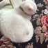 Renkli gözlü bi bebek fotoğraf