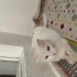 KEDİ BULUNDU EVDEN KAÇMIŞ fotoğraf