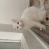 KEDİ BULUNDU EVDEN KAÇMIŞ fotoğraf