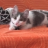 Kaymak gibi tatlı kediciğe ömürlük yuva fotoğraf