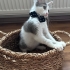 Kaymak gibi tatlı kediciğe ömürlük yuva fotoğraf