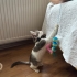 Kaymak gibi tatlı kediciğe ömürlük yuva fotoğraf