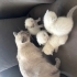 Güzel annemize ve yavrularına sıcak bir yuva arıyoruz fotoğraf