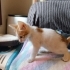 Sıcakkanlı ve insancıl bebek kediler fotoğraf