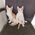 Delikanlılara yuva🧿 fotoğraf