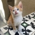Aşırı evcil, sevgi dolu, eğitimli, sağlıklı, 4 haftalık, ücretsiz. 5373884388 fotoğraf