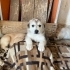 YUVA ARAYAN KARDEŞLER fotoğraf