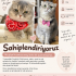 Scottishfold dişi ücretsiz sahiplendirilecektir fotoğraf