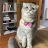Scottishfold dişi ücretsiz sahiplendirilecektir fotoğraf