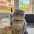 Scottishfold dişi ücretsiz sahiplendirilecektir fotoğraf