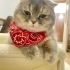 Scottishfold dişi ücretsiz sahiplendirilecektir fotoğraf