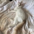 Pamuk Prens Yuva Arıyor fotoğraf