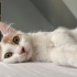 Pamuk Prens Yuva Arıyor fotoğraf