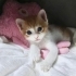 ÜCRETSİZ YAVRU KEDİ SAHİPLENMEK İÇİN EN DOĞRU YERDESİNİZ! fotoğraf