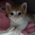 ÜCRETSİZ YAVRU KEDİ SAHİPLENMEK İÇİN EN DOĞRU YERDESİNİZ! fotoğraf
