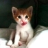 ÜCRETSİZ YAVRU KEDİ SAHİPLENMEK İÇİN EN DOĞRU YERDESİNİZ! fotoğraf