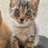 MİNİK,ÇOK TATLI VE SAĞLIKLI YAVRU KEDİLER 😸 fotoğraf