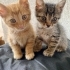 MİNİK,ÇOK TATLI VE SAĞLIKLI YAVRU KEDİLER 😸 fotoğraf