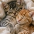 MİNİK,ÇOK TATLI VE SAĞLIKLI YAVRU KEDİLER 😸 fotoğraf