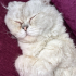 İlgi delisi uysal bir kedi  Acil fotoğraf