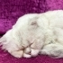 İlgi delisi uysal bir kedi  Acil fotoğraf