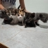 minik yavrularımıza yuva arıyoruz fotoğraf