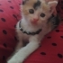 1 Aylık Dünyalar Tatlısı Prenses Yuva Arıyor fotoğraf