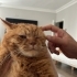 Tirbüşon Yuva Arıyor fotoğraf