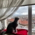 Mew’a yuva arıyoruz fotoğraf