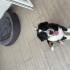 Oyuncu Bernese Yavrusu fotoğraf